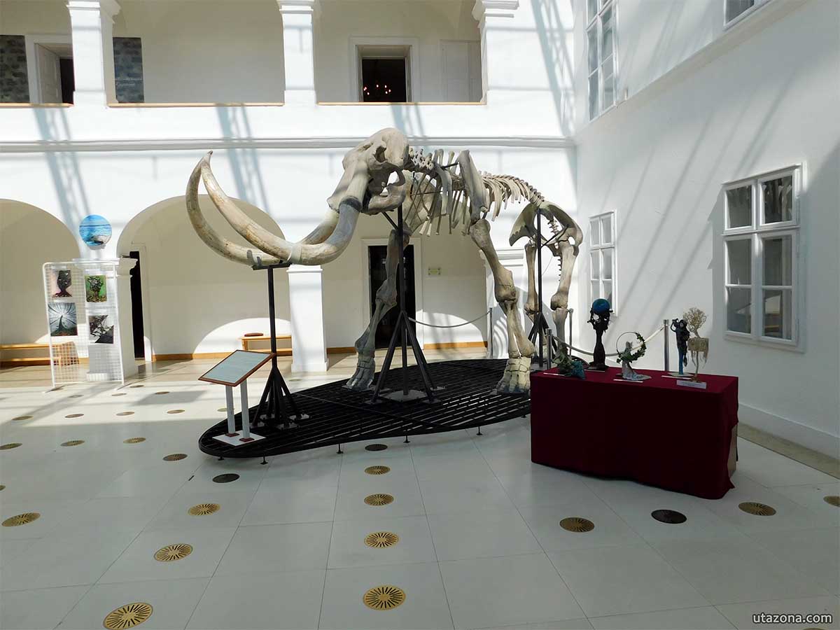 Mátra múzeum - Gyapjas Mamut