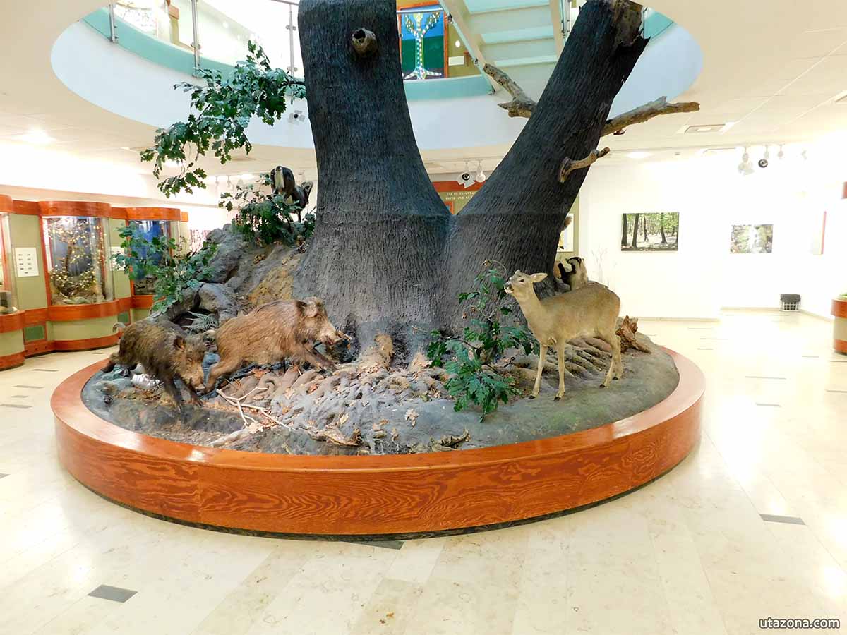 Kocsánytalan tölgy - Természettudományi pavilon